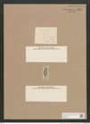 Navicula borussica Cl. (de-Toni-Nr.: Genus 1, Species 315) Zeichnungen Sammlung Grunow Nr. 722 (NHMW-BOT-W0367105)